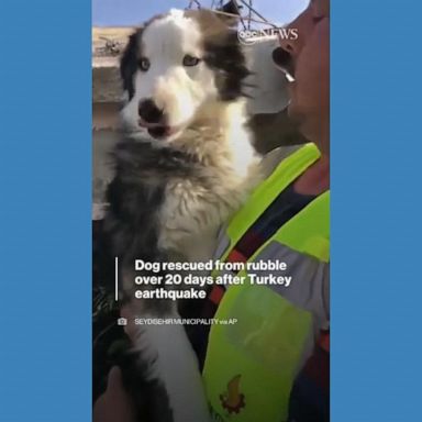 VIDEO: Dog rescued from rubble weeks after Turkey earthquake