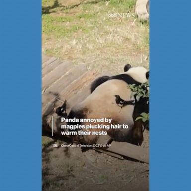 VIDEO: Magpies annoy panda by plucking her hair to warm their nests