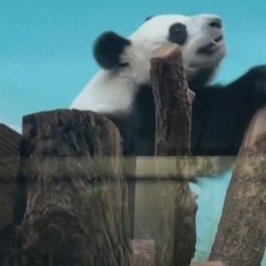 VIDEO: Giant pandas at Moscow Zoo celebrate Panda Day