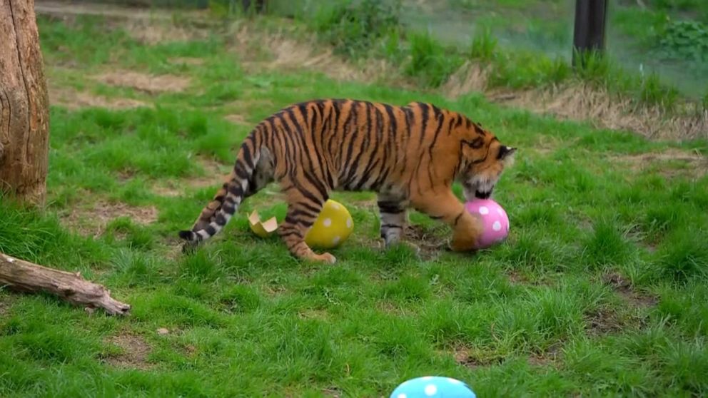 Video Animals at London zoo receive Easter treat surprise ABC News