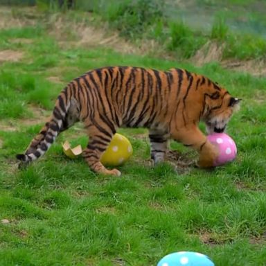 VIDEO: Animals at London zoo receive Easter treat surprise