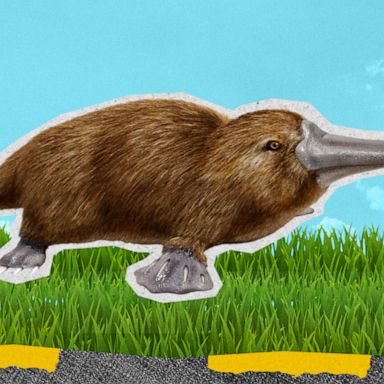 The duck-billed, beaver-tailed, otter-footed, egg-laying mammal can only be found in Australia. 