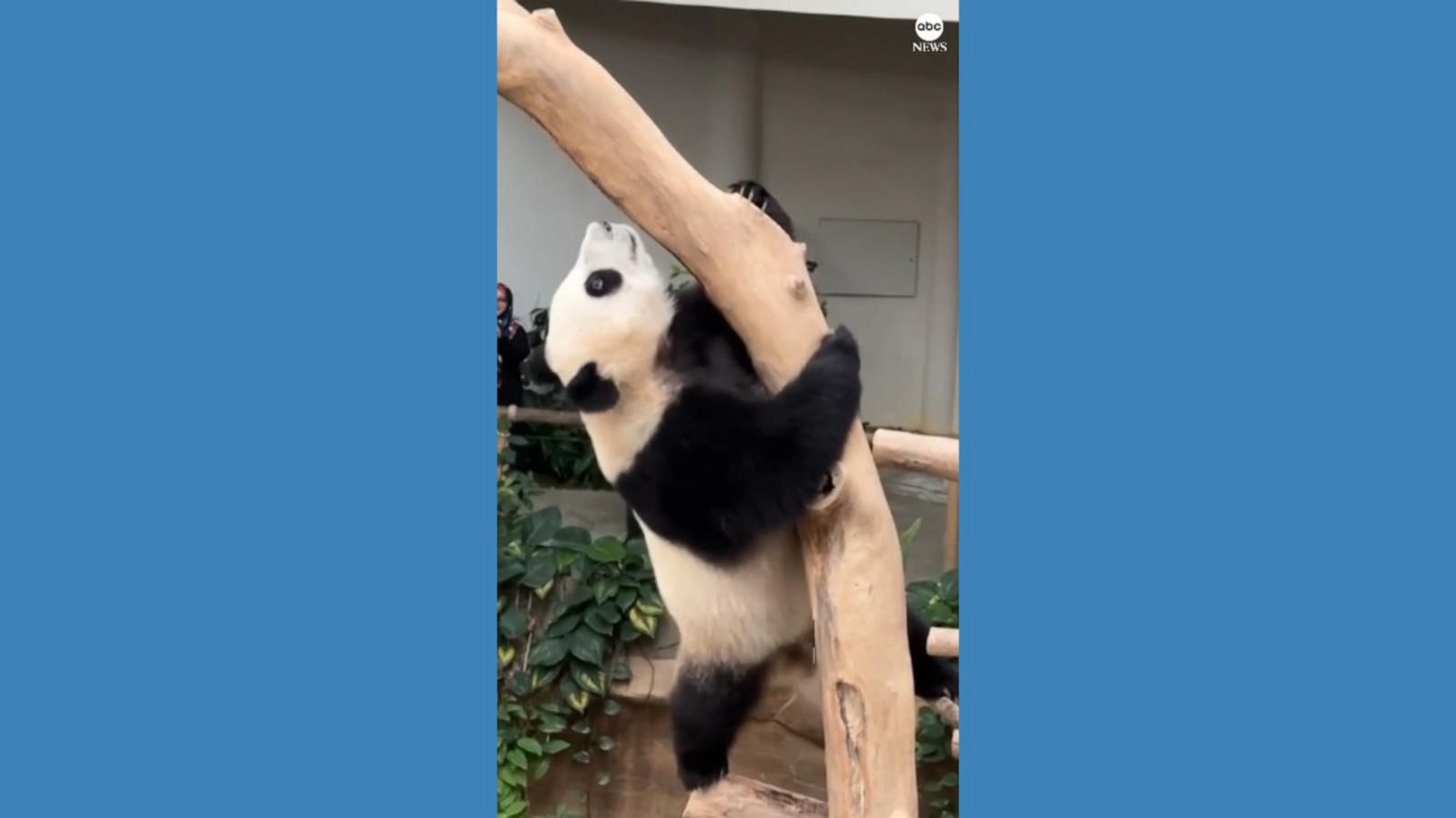 Giant panda shows off her skills at Malaysia zoo - Good Morning America