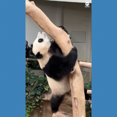 VIDEO: Giant panda shows off her skills at Malaysia zoo