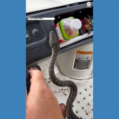 VIDEO: Python hitches a ride with farmer