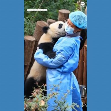 VIDEO: Giant panda cub tries to give hugs and kisses to keeper