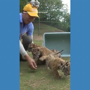 VIDEO: Tiger quintuplets make public debut at Chinese zoo