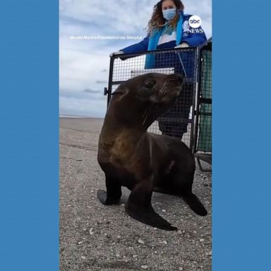 VIDEO: Rescued sea lions return to the ocean after recovery