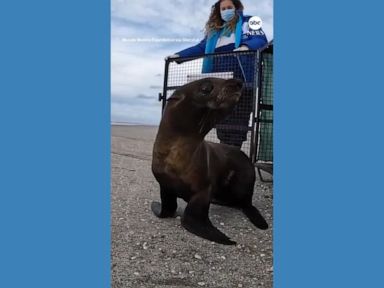 WATCH:  Rescued sea lions return to the ocean after recovery