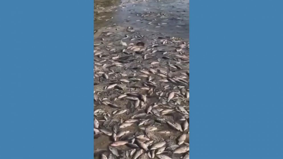 Video Mass death of aquatic life after Ukraine dam collapse raises