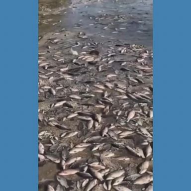 VIDEO: Mass death of aquatic life after Ukraine dam collapse raises environmental fears