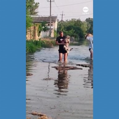 VIDEO: Volunteers rescue cats and dogs from flooded Ukrainian city