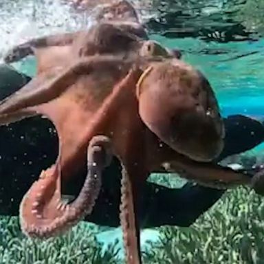 VIDEO: Diver plays 'tug of war' with octopus