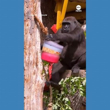 VIDEO: Zoo animals beat the heat with Pride-themed popsicles