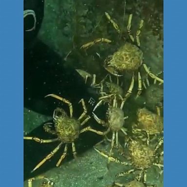 VIDEO: Spider crabs crawl on marine biologist