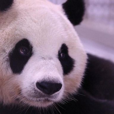 VIDEO: Giant panda gives birth to twin cubs in South Korea 