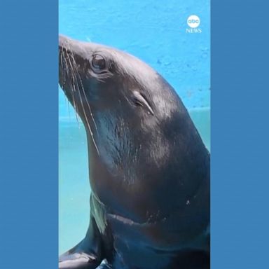 VIDEO: Injured sea lion returns to the ocean