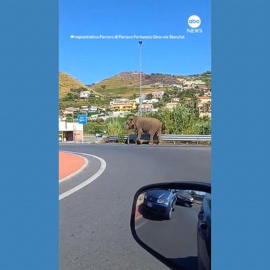 VIDEO: Motorists amused as elephant says goodbye to the circus