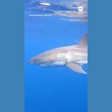 VIDEO: Family films encounter with great white shark