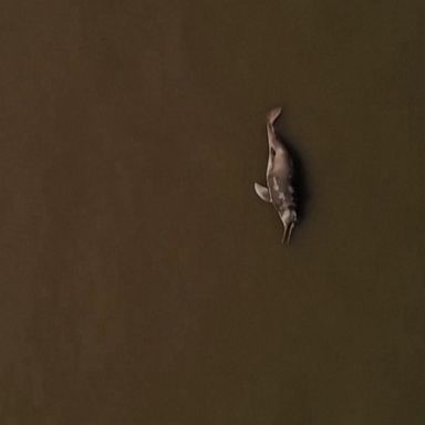 The carcasses of more than 100 river dolphins were found floating in a tributary of the Amazon River. 