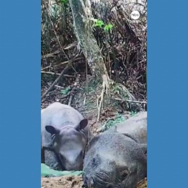 VIDEO: Rare 8-month-old Javan rhino caught on video