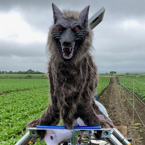 Electronic wolves with glowing red eyes watch over Japanese