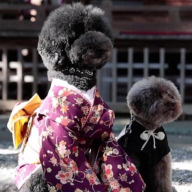 VIDEO: In aging Japan, dogs replace kids at coming-of-age rites