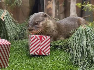 WATCH: Perth Zoo animals get festive with holiday treats