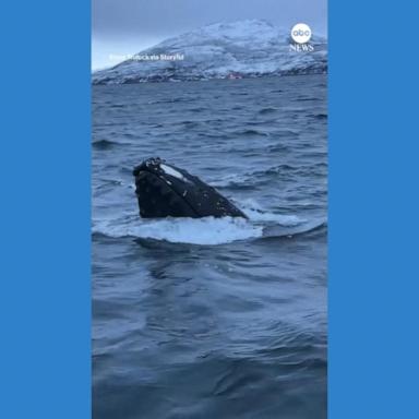 VIDEO: Whale puts on show for tour group off Norway coast