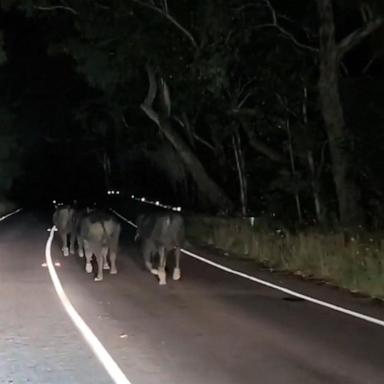 VIDEO: Driver finds heard of escaped cows running down road