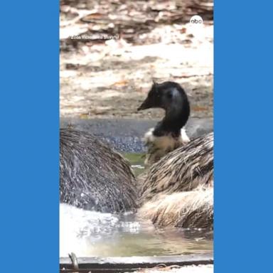 VIDEO: Emus cool off with bath in Australian heat