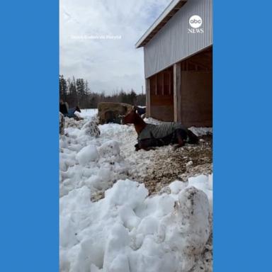 VIDEO: Horse enjoys snow in Nova Scotia 