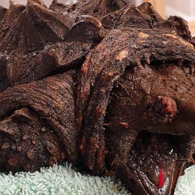 Alligator snapping turtles are typically found in America, and experts say they can bite through bone.