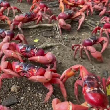 VIDEO: Dry weather causes historic delay to crab migration