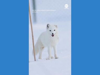 WATCH: Norway breeds endangered foxes to restore species