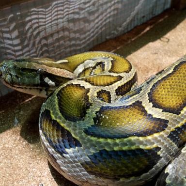 In a recent Scientific Reports study, researchers found that farming Burmese and Reticulated pythons may offer a more sustainable alternative to livestock animals.