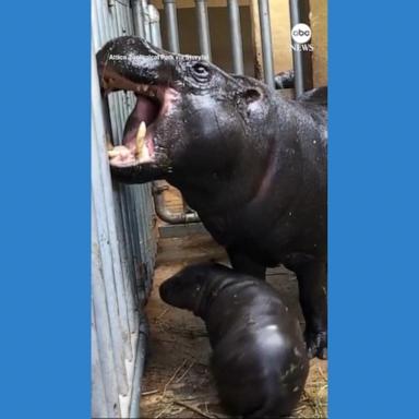 VIDEO: Rare pygmy hippo makes debut at Greek zoo