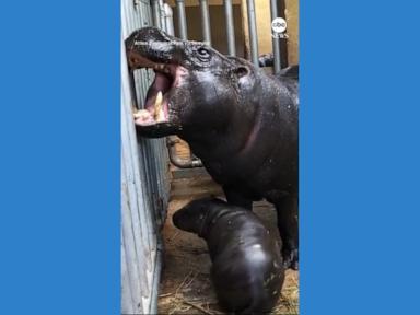 WATCH:  Rare pygmy hippo makes debut at Greek zoo