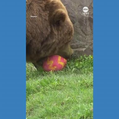 VIDEO: German zoo hosts Easter egg hunt for animals