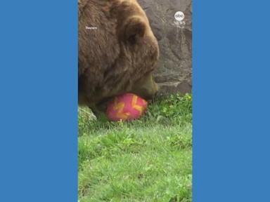 WATCH:  German zoo hosts Easter egg hunt for animals