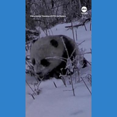 VIDEO: Infrared cameras capture giant panda cub