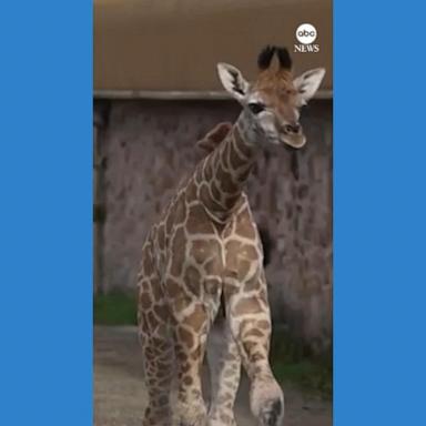 VIDEO: Baby giraffe plays outside for 1st time since birth