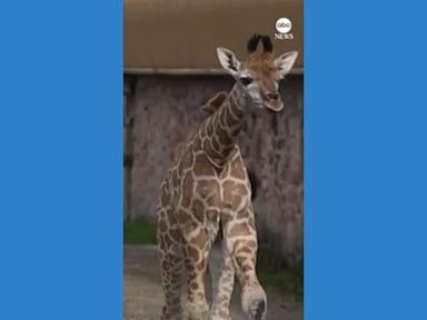 WATCH:  Baby giraffe plays outside for 1st time since birth