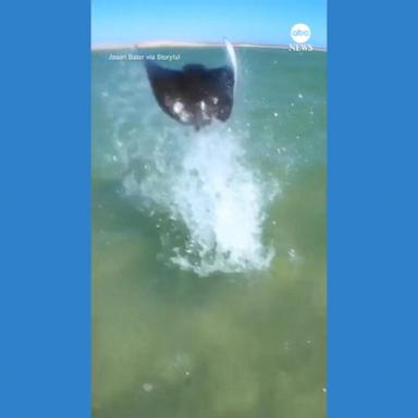 VIDEO: Stingray leaps out of ocean in front of kitesurfer