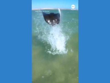 WATCH:  Stingray leaps out of ocean in front of kitesurfer