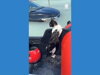 WATCH:  Cat rescued from Dubai flooding after clinging to car door