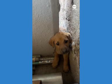 WATCH:  Man rescues puppy stuck between walls