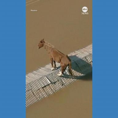 VIDEO: Horse rescued after being stranded on rooftop amid flooding in Brazil