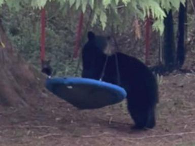 WATCH:  Mama bear chills on swing in British Columbia backyard