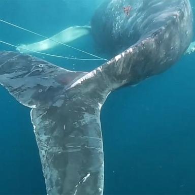 VIDEO: Humpback whale rescued from fishing lines